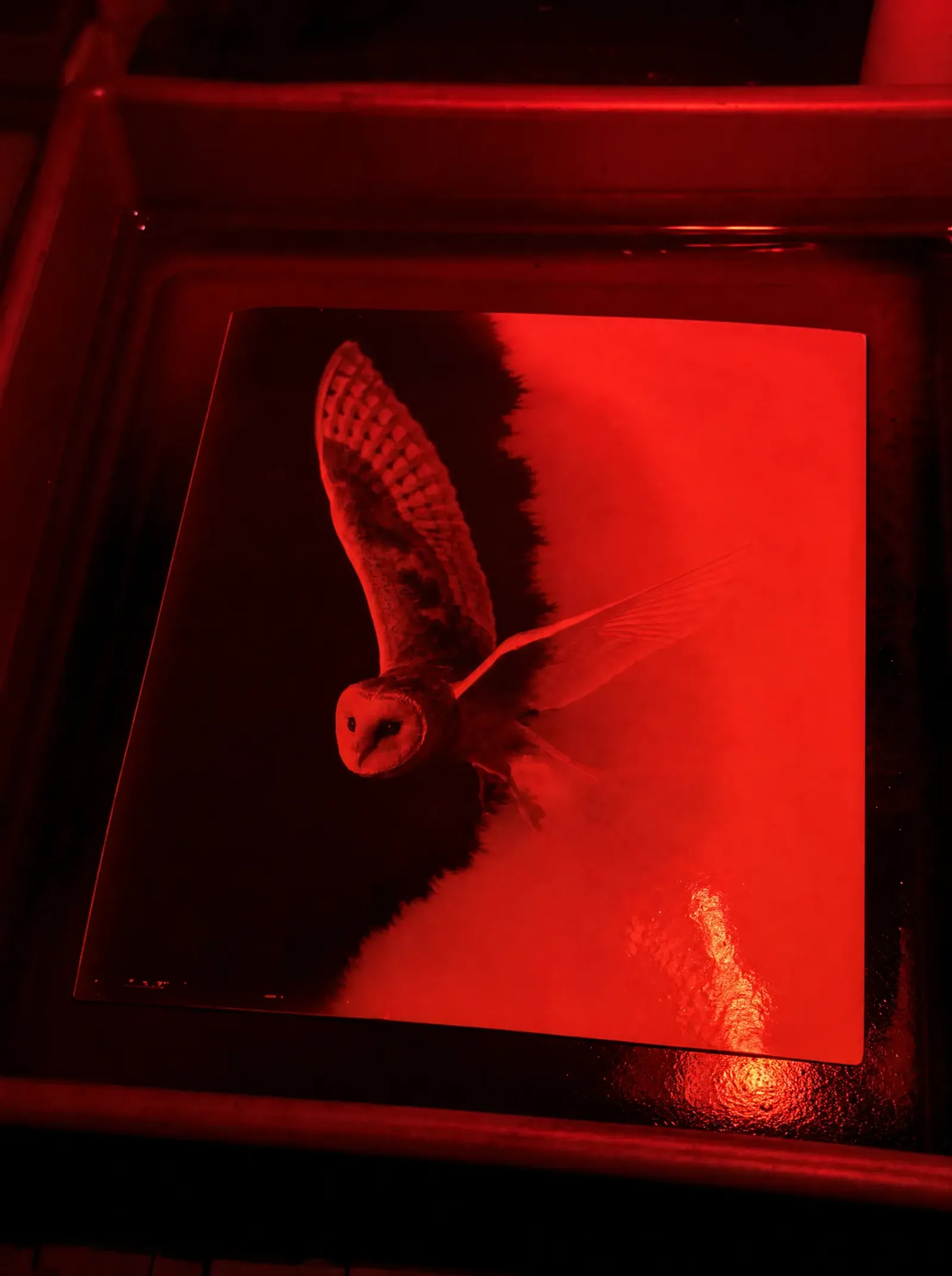 Test print of a barn owl in flight, lying in a developing tray under red safelight